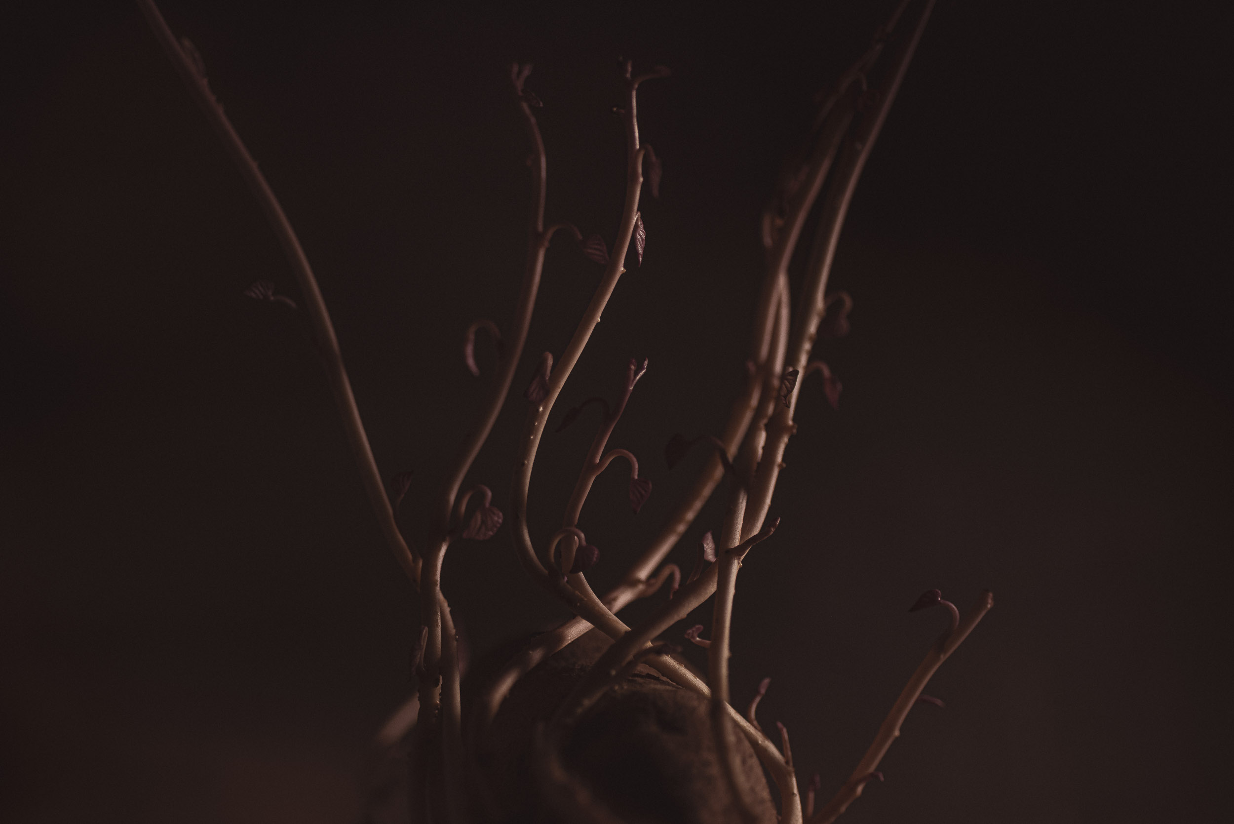 Product photography: Low light experiments with a sweet potato / Photos © 2022 Bert Blondeel