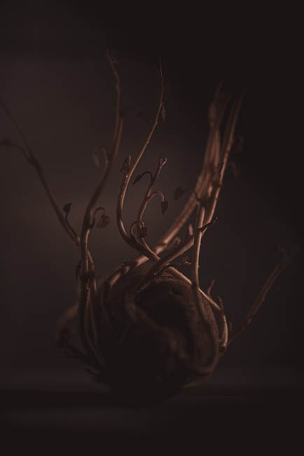 Product photography: Low light experiments with a sweet potato / Photos © 2022 Bert Blondeel